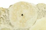 Three Fossil Sand Dollars (Scutella) - France #264724-3